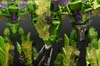 Takara Tomy: Movie Advanced Snarl - Image #139 of 154