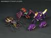 Subscription Service Tarantulas - Image #35 of 169