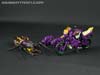 Subscription Service Tarantulas - Image #37 of 169