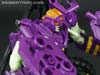 Subscription Service Tarantulas - Image #55 of 169