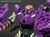 Subscription Service Tarantulas - Image #63 of 169