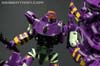 Subscription Service Tarantulas - Image #131 of 169