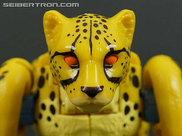 Transformers News: New Galleries: War for Cybertron Kingdom Rattrap and Cheetor Transformers News: New Galleries: War for Cybertron Kingdom Rattrap and Cheetor