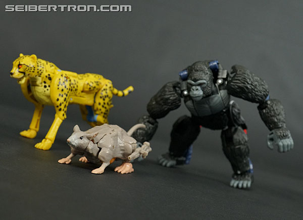 Transformers News: New Galleries: War for Cybertron Kingdom Rattrap and Cheetor Transformers News: New Galleries: War for Cybertron Kingdom Rattrap and Cheetor
