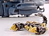 Transformers (2007) Premium Scorponok - Image #11 of 41