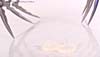 Transformers Revenge of the Fallen Scalpel - Image #70 of 92