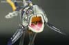 Car Robots Gelshark (Sky-Byte)  - Image #19 of 142
