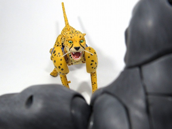 Transformers News: More In-Hand Images of Transformers Masterpiece MP-34 Cheetor, Comparison with MP32 Optimus Primal