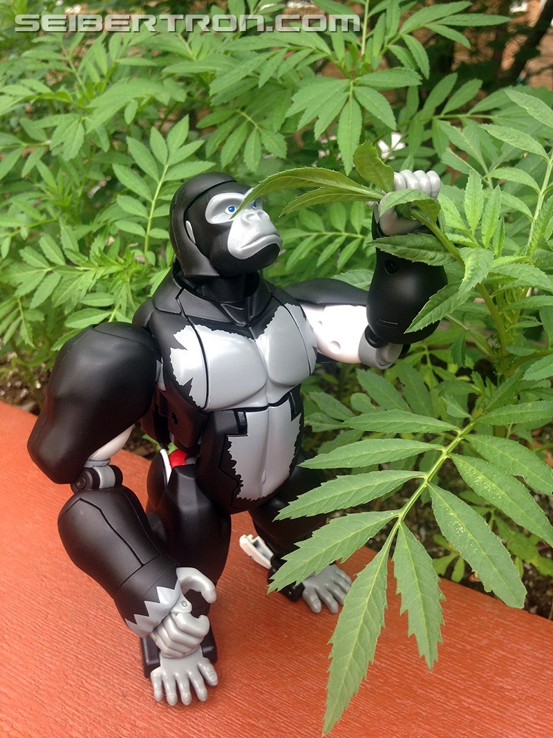 Transformers News: Monkey Business: A Review of MP-38 Masterpiece Beast Wars Optimus Primal Legendary Leader Version Transformers News: Monkey Business: A Review of MP-38 Masterpiece Beast Wars Optimus Primal Legendary Leader Version