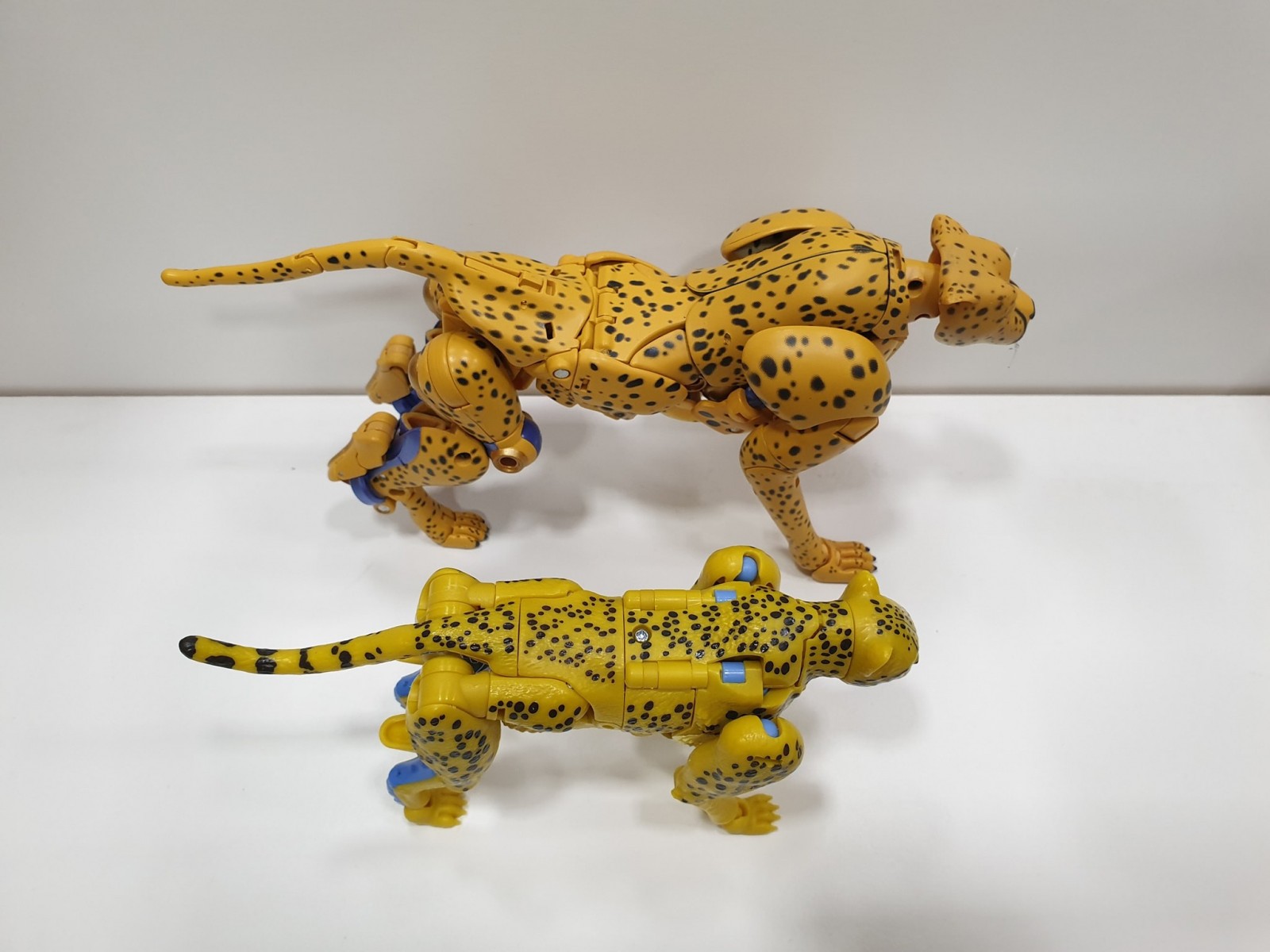 Transformers News: Comparison images of Kingdom Cheetor and Blackarachnia with their Masterpiece figures Transformers News: Comparison images of Kingdom Cheetor and Blackarachnia with their Masterpiece figures